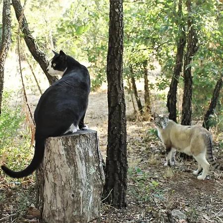 ベッド・アンド・ブレックファスト Casa Raiz & Retiro